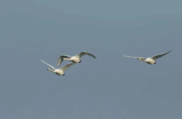 Skupina Překrásných Labutí Cygnus Cygnus Letící Modré Obloze Chladného Zimního — Stock fotografie