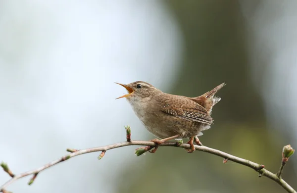 Ein Singender Zaunkönig Troglodyten Der Frühling Auf Einem Ast Eines — Stockfoto