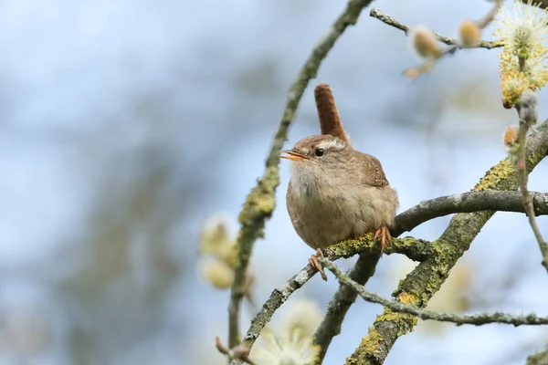 Een Zingende Wren Troglodieten Zittend Een Tak Van Een Wilgenboom — Stockfoto