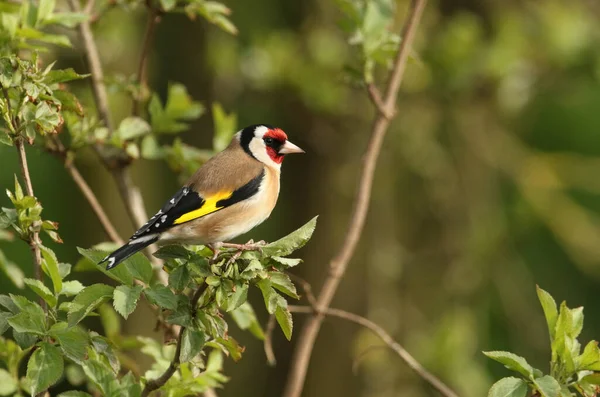 A beautiful Goldfinch (Carduelis carduelis) perched on a branch in a Elderberry tree.