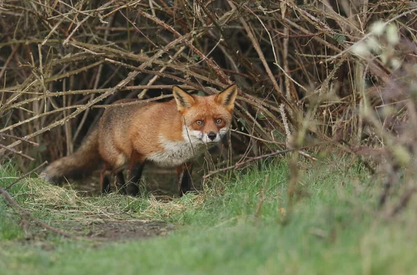 Uma Magnífica Raposa Vermelha Selvagem Vulpes Vulpes Emergindo Sua Toca — Fotografia de Stock