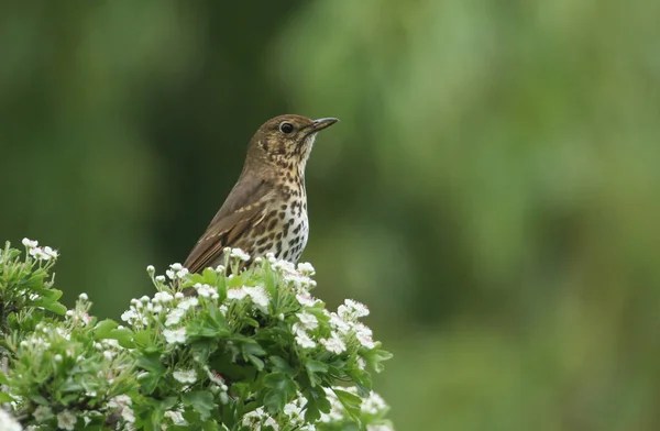 Egy Gyönyörű Song Thrush Turdus Philomelos Ült Egy Virágzó Galagonya — Stock Fotó