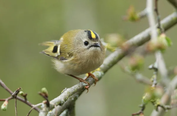 Goldcrest Doce Regulus Poleiro Ramo Uma Árvore Primavera Pássaro Mais — Fotografia de Stock