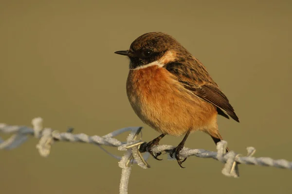 Ohromující Samec Stonechatu Saxicola Rubicola Usazený Úsvitu Ostnatém Drátěném Plotě — Stock fotografie