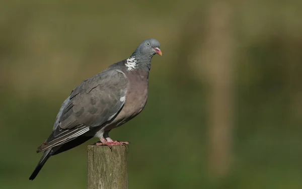 Een Mooie Woodpidgeon Columba Palumbus Een Houten Paal Aan Rand — Stockfoto