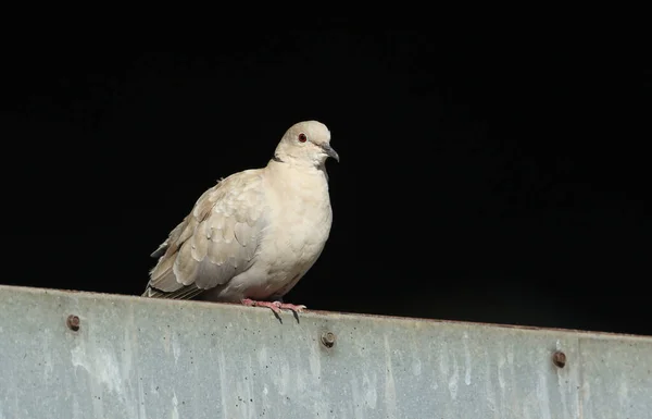 Eine Hübsche Halstaube Streptopelia Decaocto Hockt Auf Einem Scheunentor Auf — Stockfoto