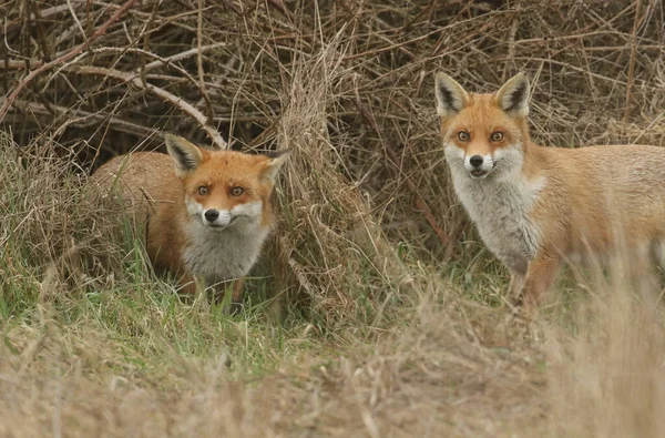 Two Magnificent Red Fox Vulpes Vulpes Searching Food Eat Edge — Stock Photo, Image