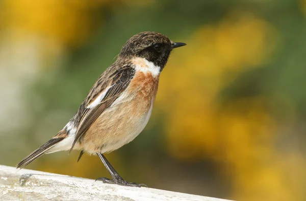 Ohromující Samec Stonechat Saxicola Torquata Sedí Plotě Rozhlíží Hmyzu Který — Stock fotografie