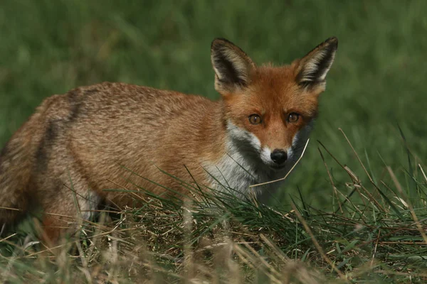Stunning Wild Red Fox Vulpes Vulpes Hunting Food Long Grass — Stock Photo, Image