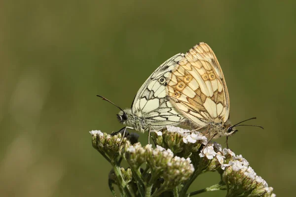 Çiftleşen Bir Çift Güzel Marled White Butterfly Melanargia Galaksisi Ngiltere — Stok fotoğraf