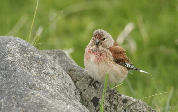 Een Mooie Mannelijke Linnet Carduelis Cannabina Een Rots — Stockfoto