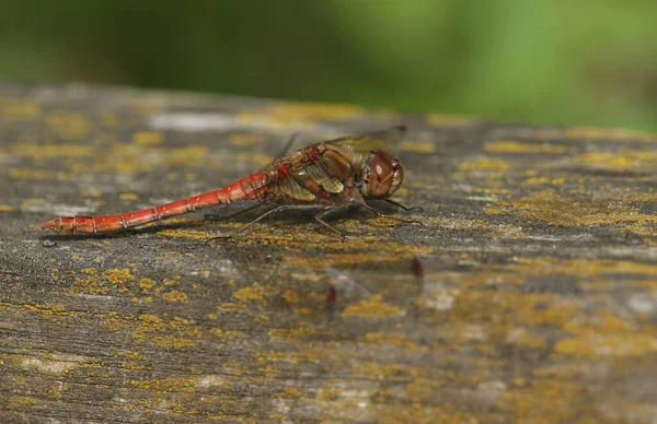 Uma Libélula Darter Comum Sympetrum Striolatum Empoleirada Uma Cerca Madeira — Fotografia de Stock