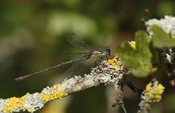 Samiec Willow Emerald Damselfly Chalcolestes Viridis Siedzący Gałązce Pokrytej Porostem — Zdjęcie stockowe