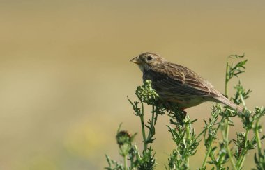Mısır Tavşanı (Emberiza calandra) bir bitkinin üzerine tünemiş.