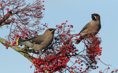Waxwing (Bombycilla garrulus) böğürtlenlerle beslenir.