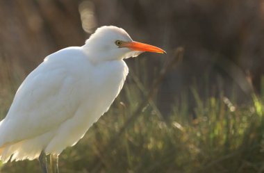 İngiltere 'de ineklerin otladığı bir tarlada yiyecek arayan güzel bir Egret (Bubulcus ibis)..