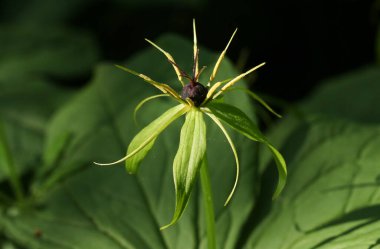 İngiltere 'de ağaçlık alanda yetişen nadir bir Herb Paris çiçek bitkisi, Paris dörtlüsü..