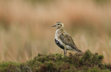 A stunning Golden Plover bird (Pluvialis apricaria) perched on top of a low growing heather bush on the moors. clipart