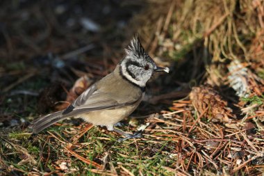 A rare Crested Tit (Lophophanes cristatus) searching for food on the forest floor in the Abernathy forest in the highlands of Scotland. 