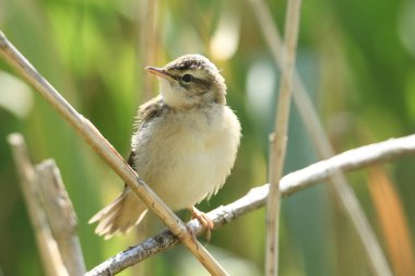 Tatlı bir bebek Sedge Warbler, Acrocephalus schoenobaenus, bir gölün kıyısındaki sazlığa tüneyen. 