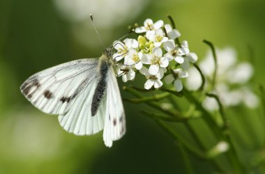 Güzel, yeşil damarlı bir Beyaz Kelebek, Pieris napi, baharda sarımsaklı bir hardal çiçeğinin üzerinde..