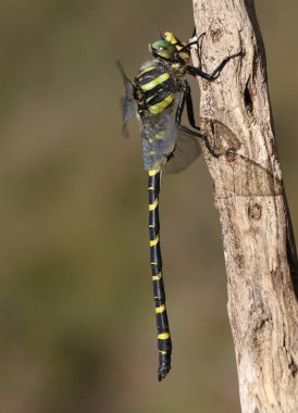 Altın halkalı güzel bir Dragonfly, Cordulegaster Boltonii, bir dal üzerinde tünemekte. 