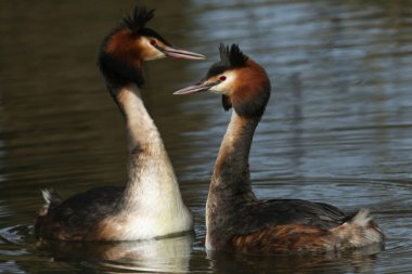 Kur yapmalarının ortasında bir çift güzel ibikli yunus (Podiceps kristali)..