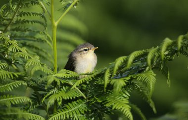 Tatlı bir Willow Warbler (Phylloscopus trochilus) pilici, brakken üzerine tünemiş. Ailesinin gelip onu beslemesini bekliyor..