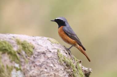 Güzel bir Redstart - erkek (Phoenicurus phoenicurus) yaşlı bir meşe ağacının dalına tünemiş..