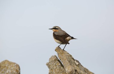 Büyüleyici bir erkek Wheatear (Oenanthe oenanthe) bir kayanın üzerine tünedi..