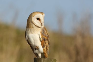 Avlanan bir Baykuş (Tyto alba) bir direğe tünemiş avını arıyor. .
