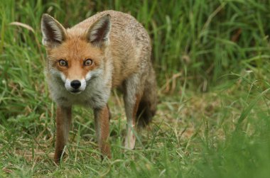 Muhteşem bir kızıl tilki, Vulpes vulpes, bir tarlada avlanıyor. .
