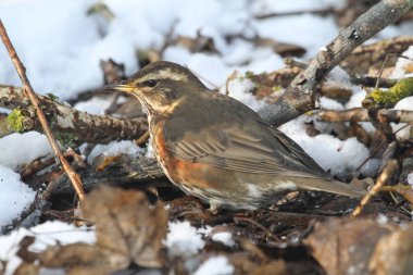 Bir Kızılkanat (Turdus iliacus) karların altında yiyecek ve çürüyen yapraklar arar..