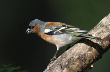 Erkek bir Chaffinch, Fringilla coelebs, ormanlık alanda bir dala tünemiş yemek yiyor..