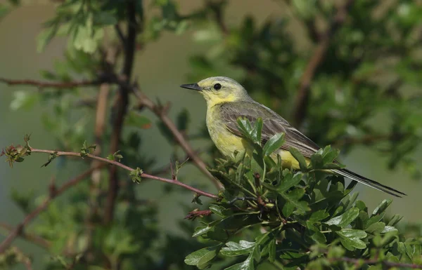 Una Bonita Coleta Amarilla Motacilla Flava Encaramada Espino — Foto de Stock