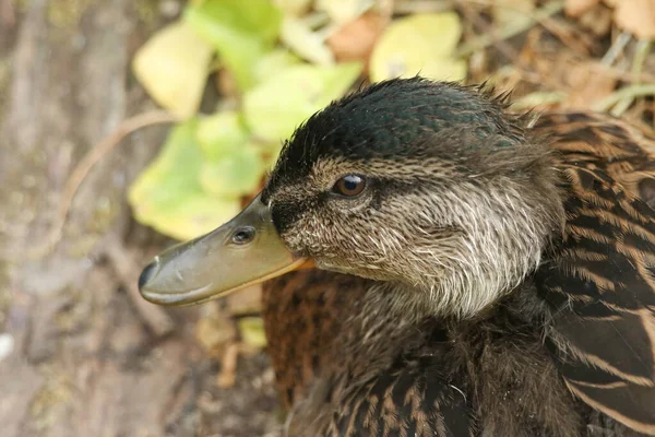 Nehrin Kıyısında Dinlenen Sevimli Bir Mallard Duck Anas Platyrhynchos Vesikalık — Stok fotoğraf