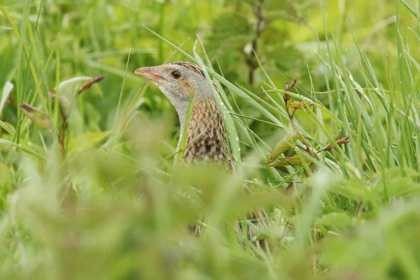 Una Rara Reservada Corncrake Crex Crex Bajo Lluvia — Foto de Stock