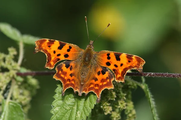 Pretty Comma Butterfly Polygonia Album Perched Stinging Nettle Plant — Stock Photo, Image