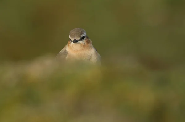 Потрясающая Самка Wheatear Oenanthe Oenanthe Охотится Насекомыми Поесть Причалах Дурхэма — стоковое фото