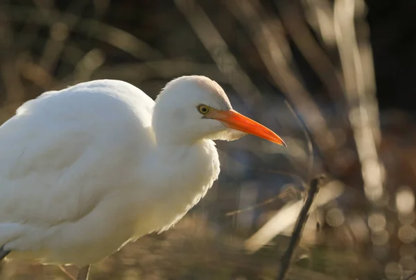 Une Belle Aigrette Des Bovins Bubulcus Ibis Recherche Nourriture Dans — Photo