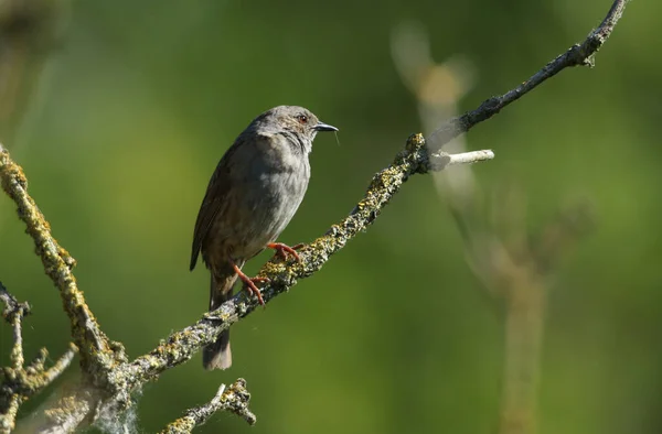 모듈라 가지에 Hedge Sparrow — 스톡 사진