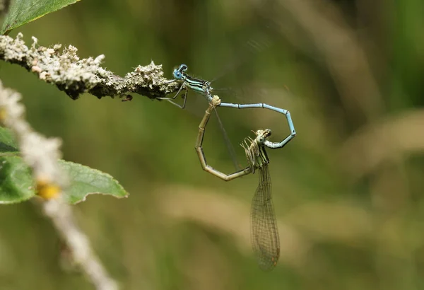 Mating Pair Pretty White Legged Damselfly Platycnemis Pennipes Perching Twig — Stock Photo, Image