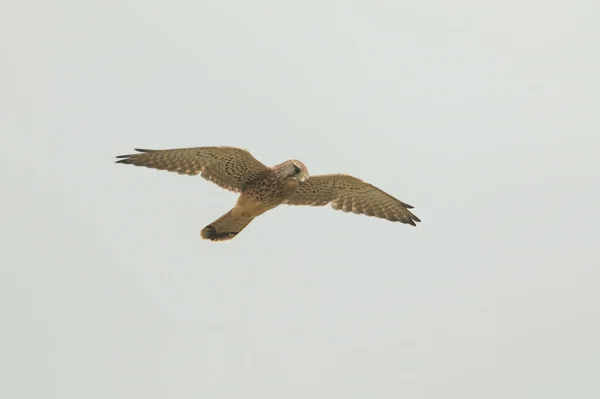 Crécerelle Volant Falco Tinnunculus — Photo