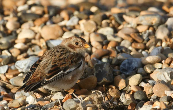 Piękny Snow Bunting Plectrophenax Nivalis Poszukuje Jedzenia Plaży Kent Wielka — Zdjęcie stockowe