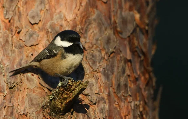 Pretty Coal Tit Periparus Ater Perching Branch Pine Tree Abernathy — Stockfoto