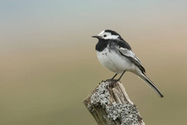 Bir Pied Wagtail, Motacilla alba, liken kaplı bir direğe tünemiş..