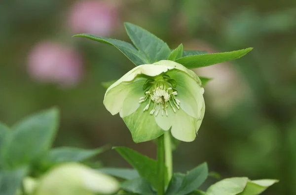Belo Helleborus Branco Rosa Natal Planta Flor — Fotografia de Stock