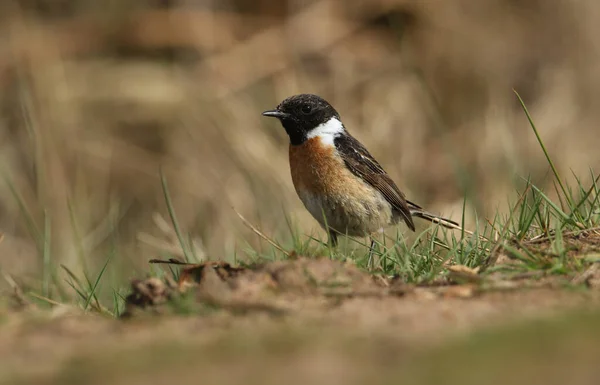 Oszałamiający Samiec Stonechat Saxicola Torquata Polowanie Ziemi Dla Owadów Jedzenia — Zdjęcie stockowe