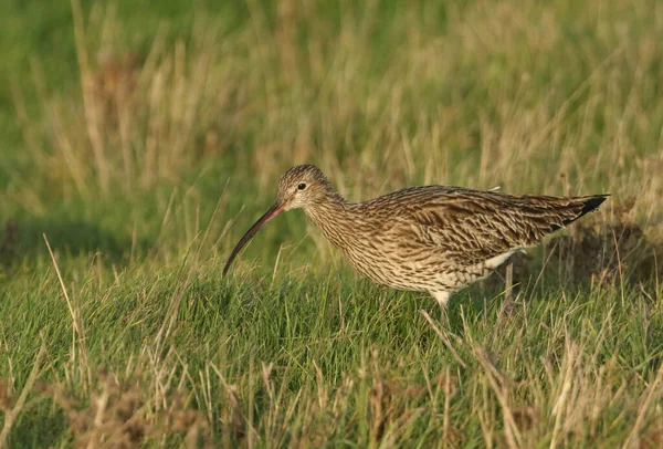 Ein Prachtvoller Brachvogel Numenius Arquata Der Sich Britischen Sumpfgebiet Ernährt — Stockfoto