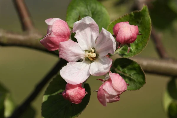 Una Rama Pretty Apple Blossom Malus Creciendo Campo Reino Unido — Foto de Stock